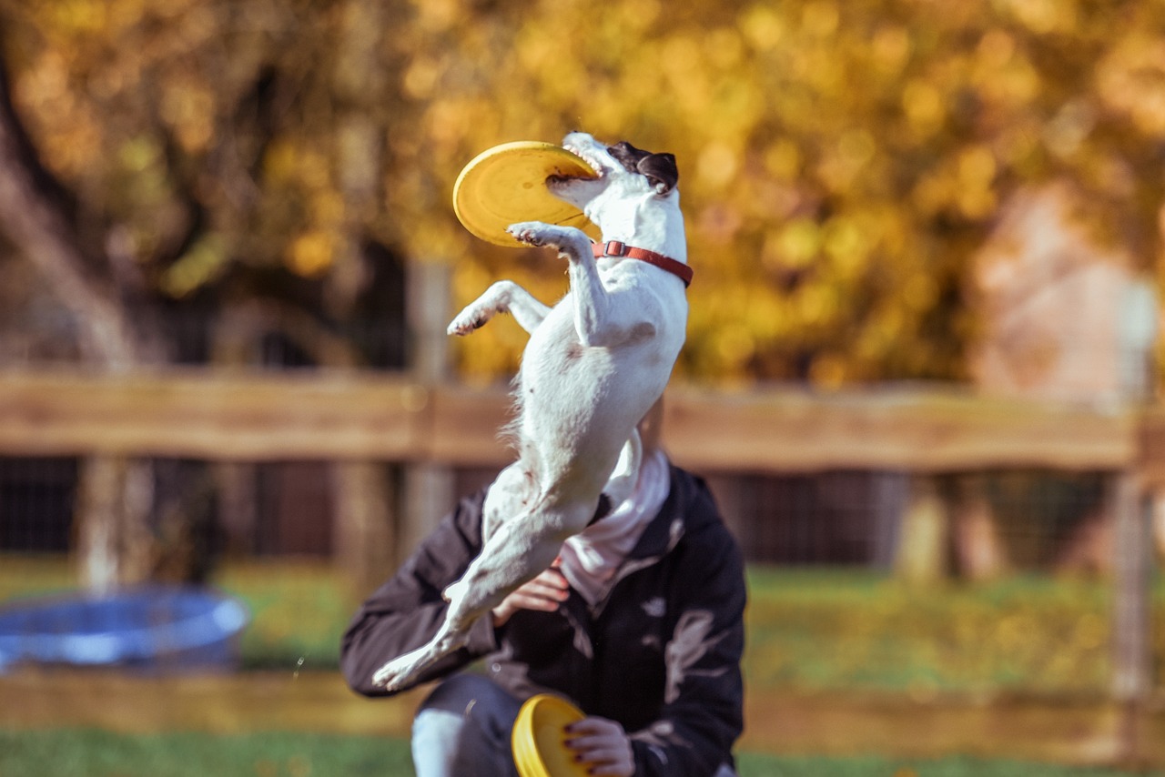 Animal, dog, catch — The Benefits of Choosing a Safe Playground for Online Betting